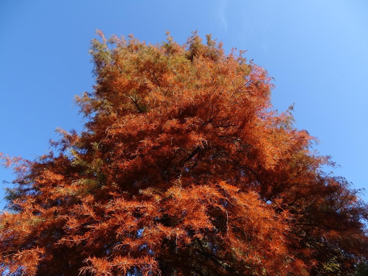 Corte Isolo Goito  外观 照片